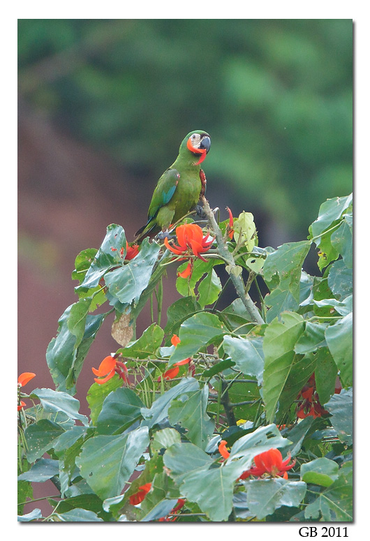 CHESTNUT-FRONTED MACAW